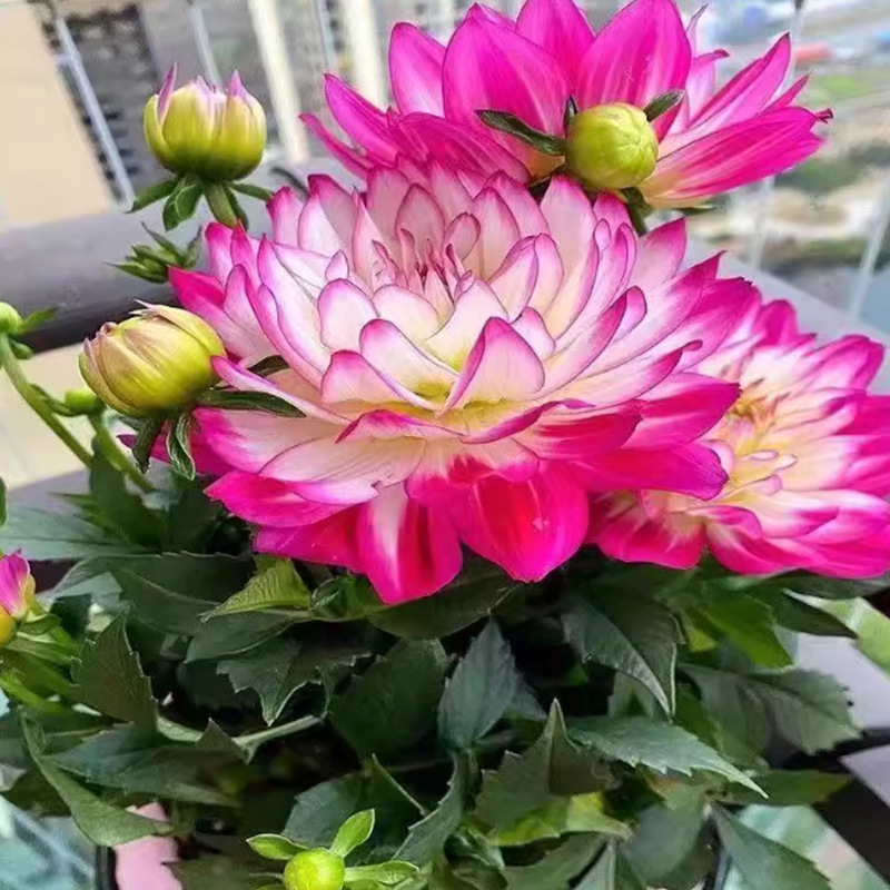 Xiaoli Flower Potted Plant with Buds, Double-Petaled Large Flower Bulbs, Blooms in All Seasons, Easy to Grow and Maintain on the Balcony and Courtyard
