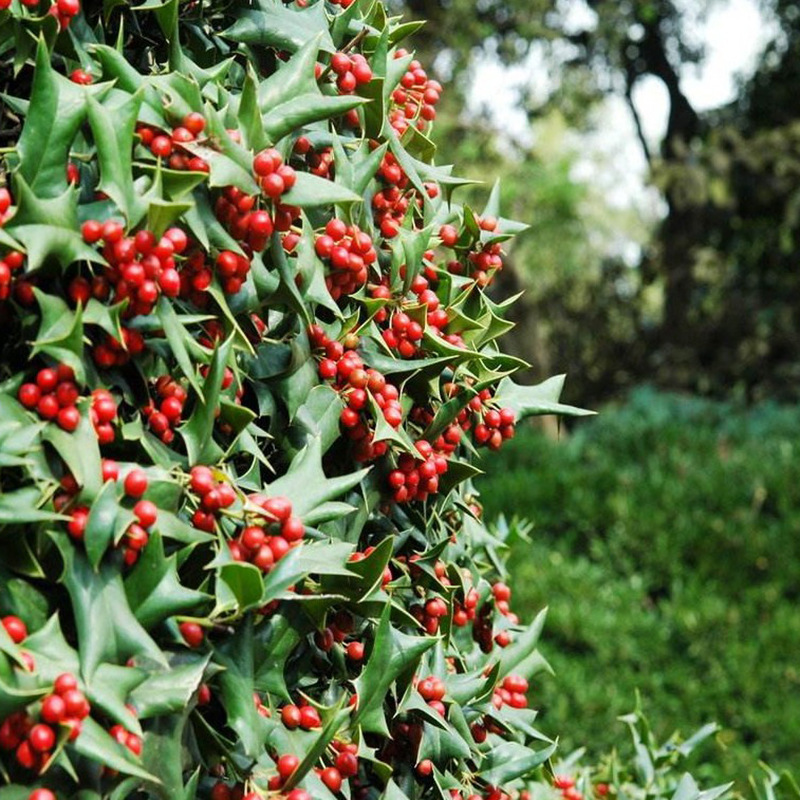 枸骨种子价格 构骨种子  绿化林木 枸骨种子 量大优惠 欢迎