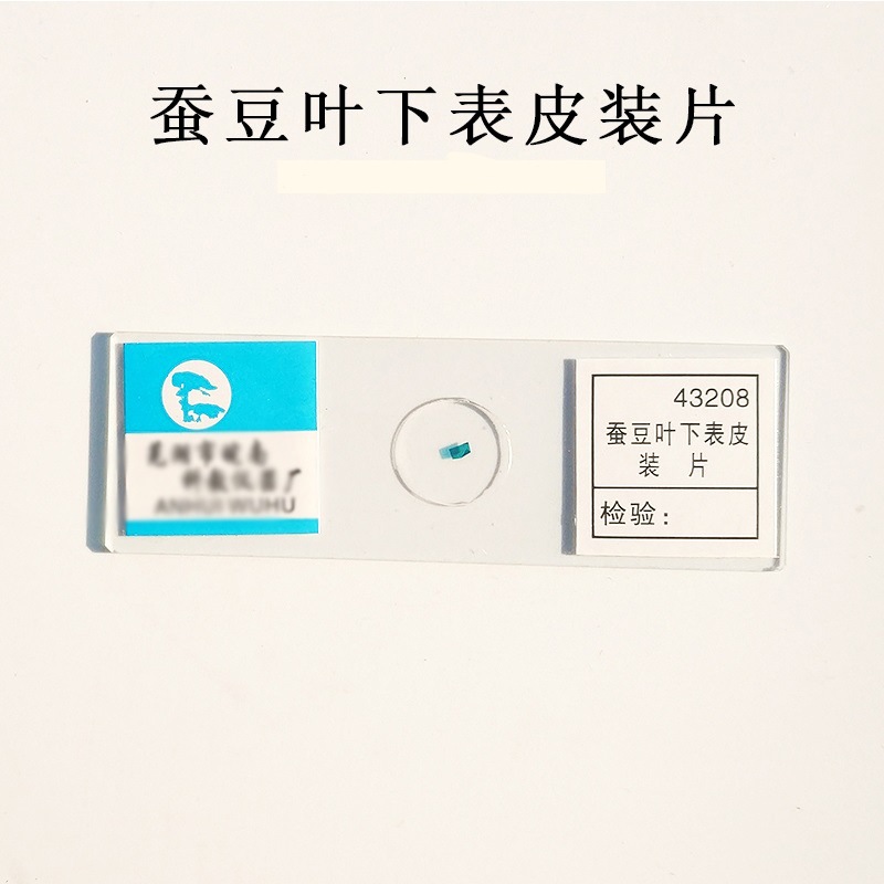 Vỏ Dưới Lá đậu rộng