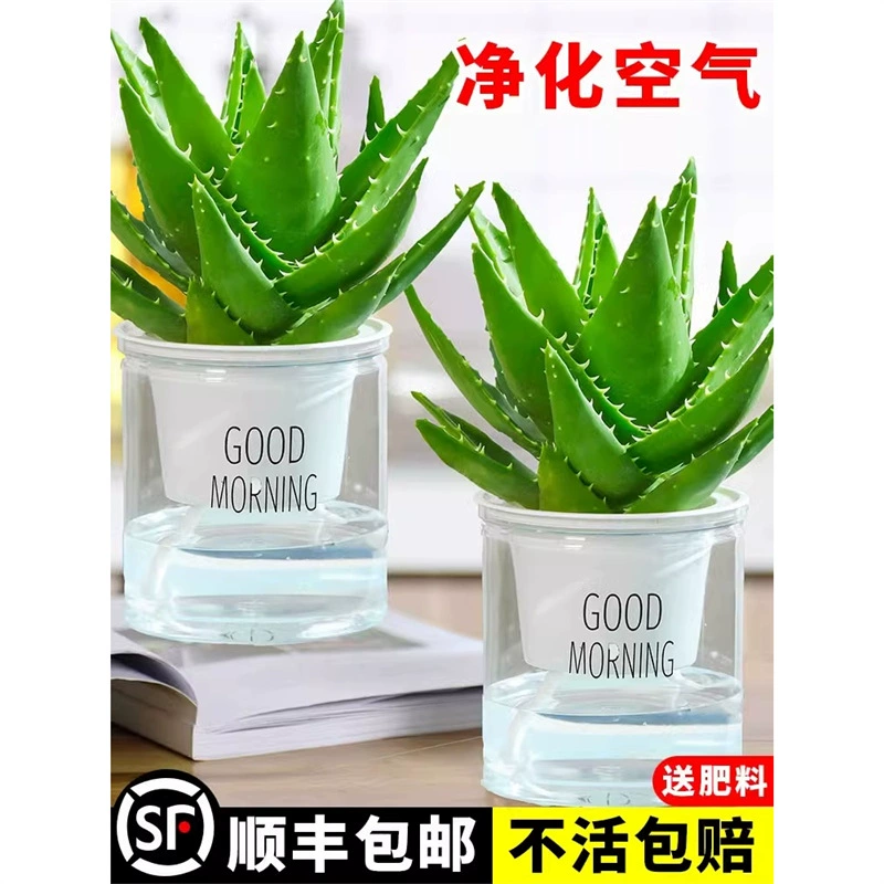 Алоэ вера в горшке для дома, спальни, очищающее воздух, засухоустойчивые цветы и зеленые растения, офисный рабочий стол, простые в обслуживании растения Кюрасао