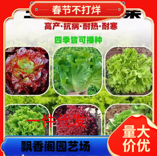 �߲˷N���ļ����N�}������ѷN�����[��������ײ˷N�Ӳ��ѷN��ȫ