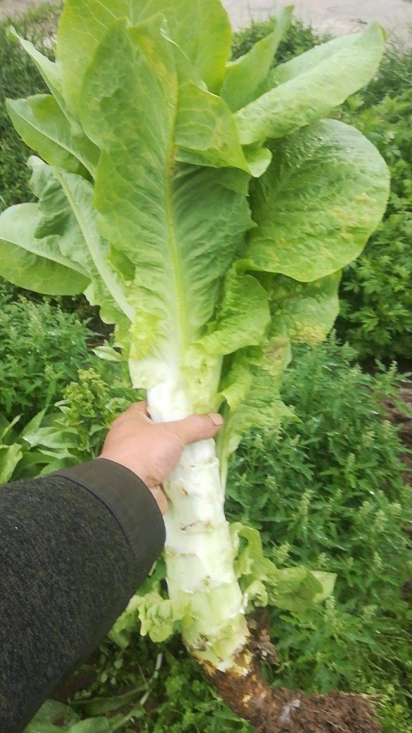 耐寒二白皮莴笋种子 大圆叶莴笋种籽莴苣青笋蔬菜种子庭院大田种-阿里巴巴