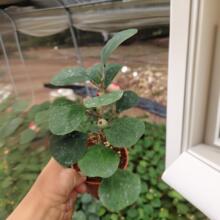 С������С�����Ꭷ������ֲ���k���Һ��B���ܔ[���辰