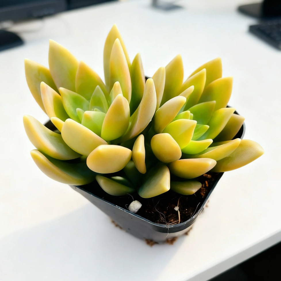 푸딩 더블 헤드 5-6cm (플라스틱 냄비에 심어 배송)