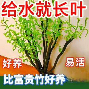龙柳鲜枝插花客厅水培植物花卉吊钟四季好养活水养干枝支雪柳-阿里巴巴