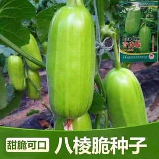 ���ְ����ϷN�Ӳ˹ϟ������ԟo���S�Ӵ�һ�C���߲˷N������