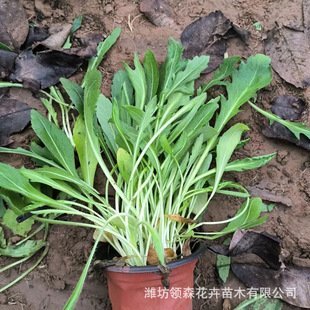 Large Wholesale Perennial Cosmos Perennial Ground Cover Florals Garden Greening and Beautification Projects Qingzhou Florals