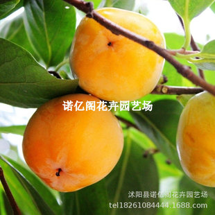 �_�������Ә����ϱ���ͥԺ�������ԷNֲ�ش�޽ӹ�����箔��Y��