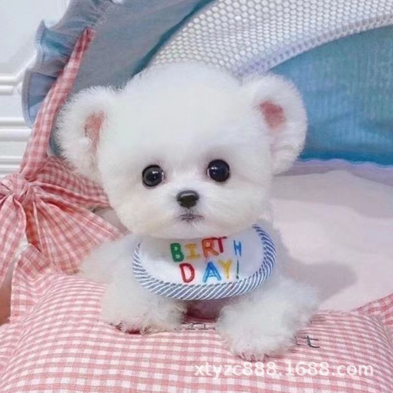 Bichon Frise cinsli bala it - kiçik ölçülü ev heyvanı