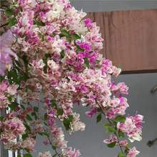 勤花重瓣三角梅盆栽植物花卉新品种玫瑰阳台庭院四季开花福建基地