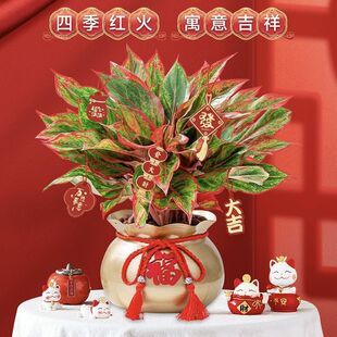 �����f��t���Լ�������ʺ�͏d�Gֲ�҃��ļ����B��������ֲ��