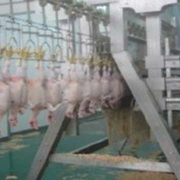 鸡屠宰脱毛机 A字型立式脱毛机  鸭宰杀流水线 厂家直销