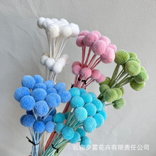 黄金球永生花真花干花花束创意手工DIY花材配花配草家居装饰摆件