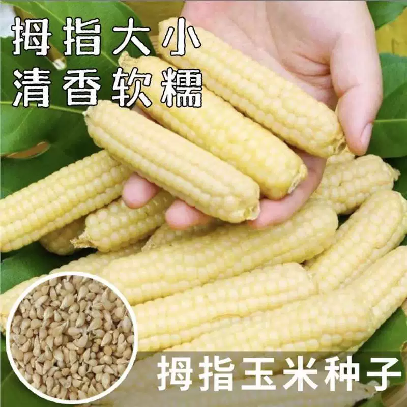 Семена кукурузы Xishuangbanna Waxy Thumb Семена кукурузы Юньнань Семена кукурузы Stilled Milk Finger