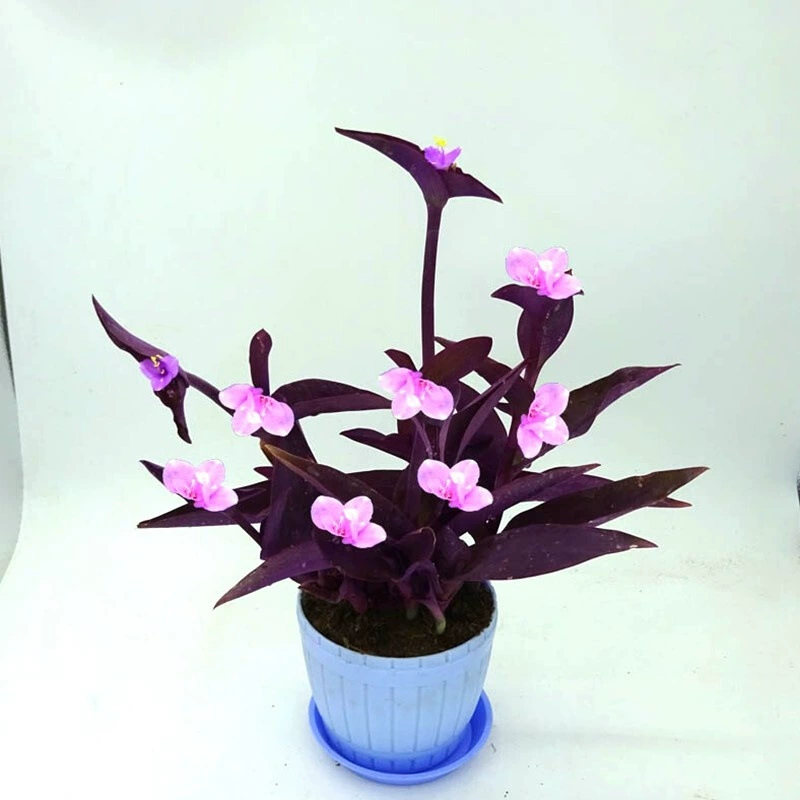 Большая фиолетовая подвесная орхидея в горшке для улицы и дома, фиолетовый бамбук, фиолетовый фиалковый цвет, светолюбивое, легкое в уходе растение, трава утиных орхидей.