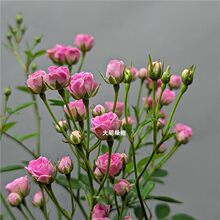日本姬月季蔷薇须惠姬勤花带花苞盆栽绿植四季开花机器窗台阳台