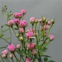 日本须惠盆栽开花花带