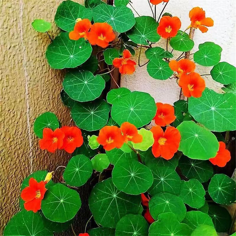 Venta al por mayor de semillas de flores y plantas eustoma malvarrosa peonía cobre dinero hierba margarita rosa sol peonía flor combinación de flores