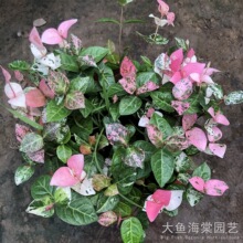 ���~�jʯ���� �ļ������L��ֲ�����⻨�� ͥԺ�ͺ��^�~���m�Gֲ