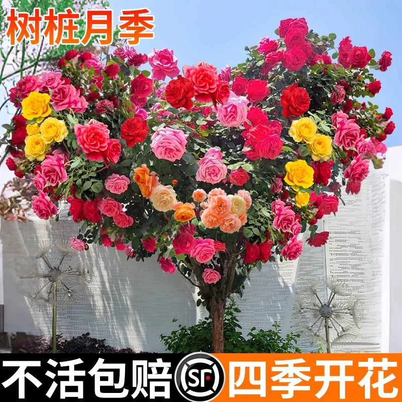 Очень большой розовый кущенок в форме дерева, многовременное цветущее горшечное садовое растение для двора и открытого сада, роза-леденец.