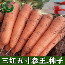 ��煢���}���N�Ӵ���ˮ���}���ļ������ں��}���N���߲˷N��