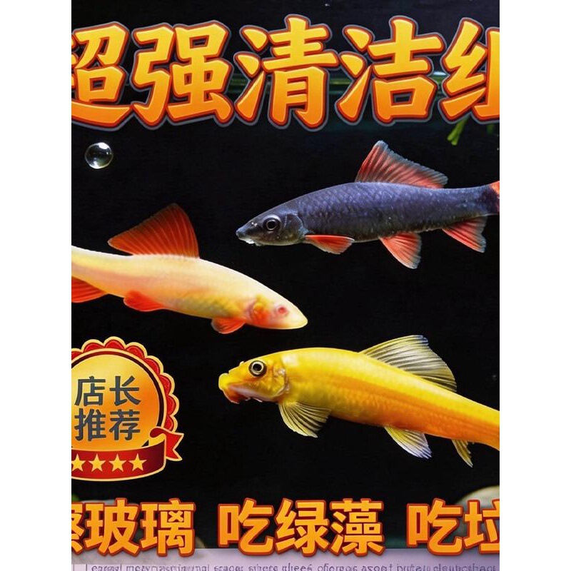 Goldfish, Tropical Ornamental Fish, Cleaning Fish, Algae-Eating Fish, Live Fish Tools, Trash-Eating Fish Goldfish, Tropical Ornamental Fish, Cleaning Fish, Algae-Eating Fish, Live Fish Tools, Trash-Eating Fish