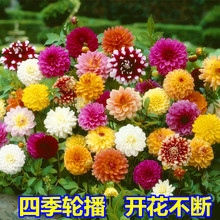 �G�ѷN�I�����������N��С��������������ĵ���|��մ����ջ�