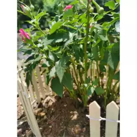 微景观;木质工艺品;园艺护栏