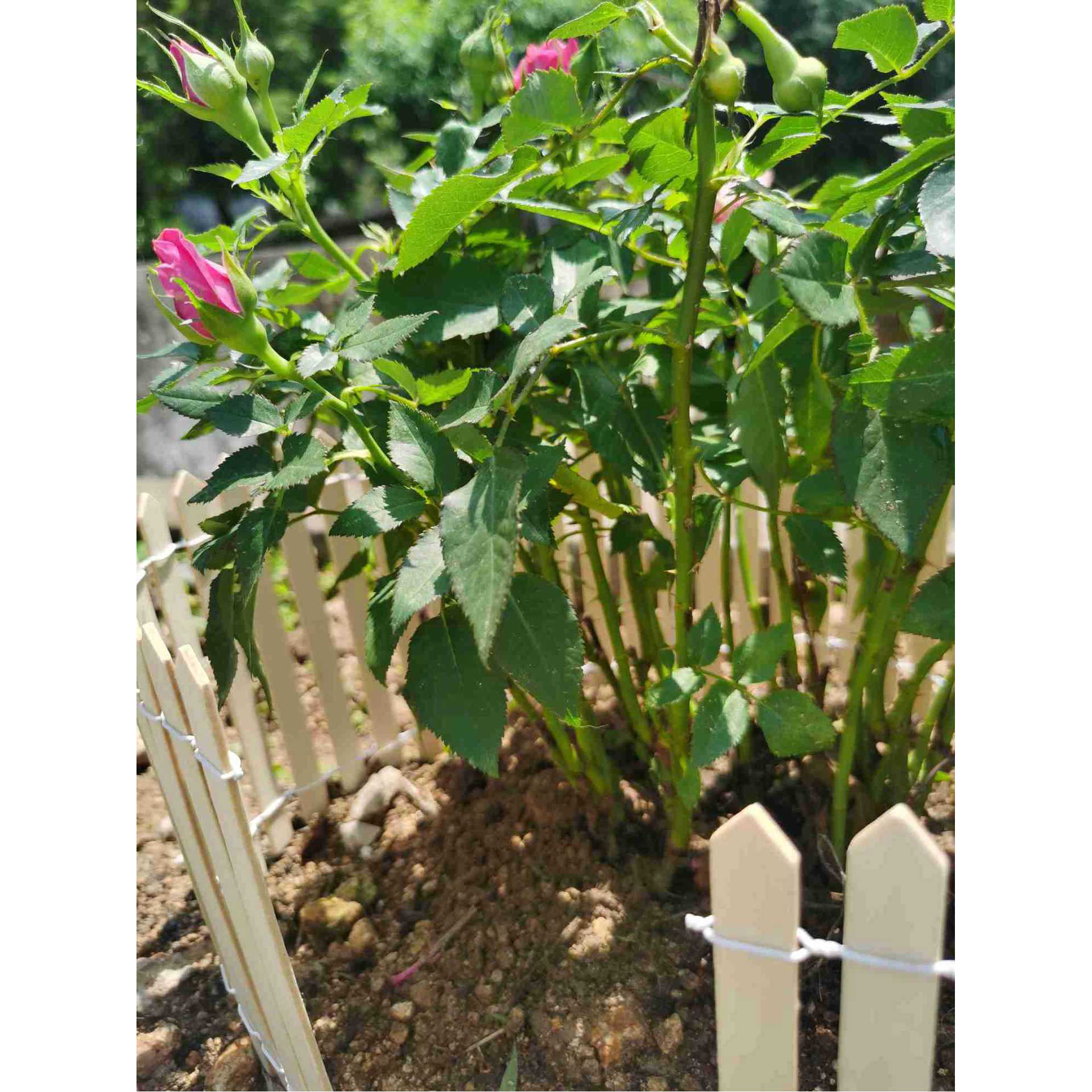 90*16cm迷你木栅栏花园园艺多肉盆景场景装饰品篱笆围栏工艺品