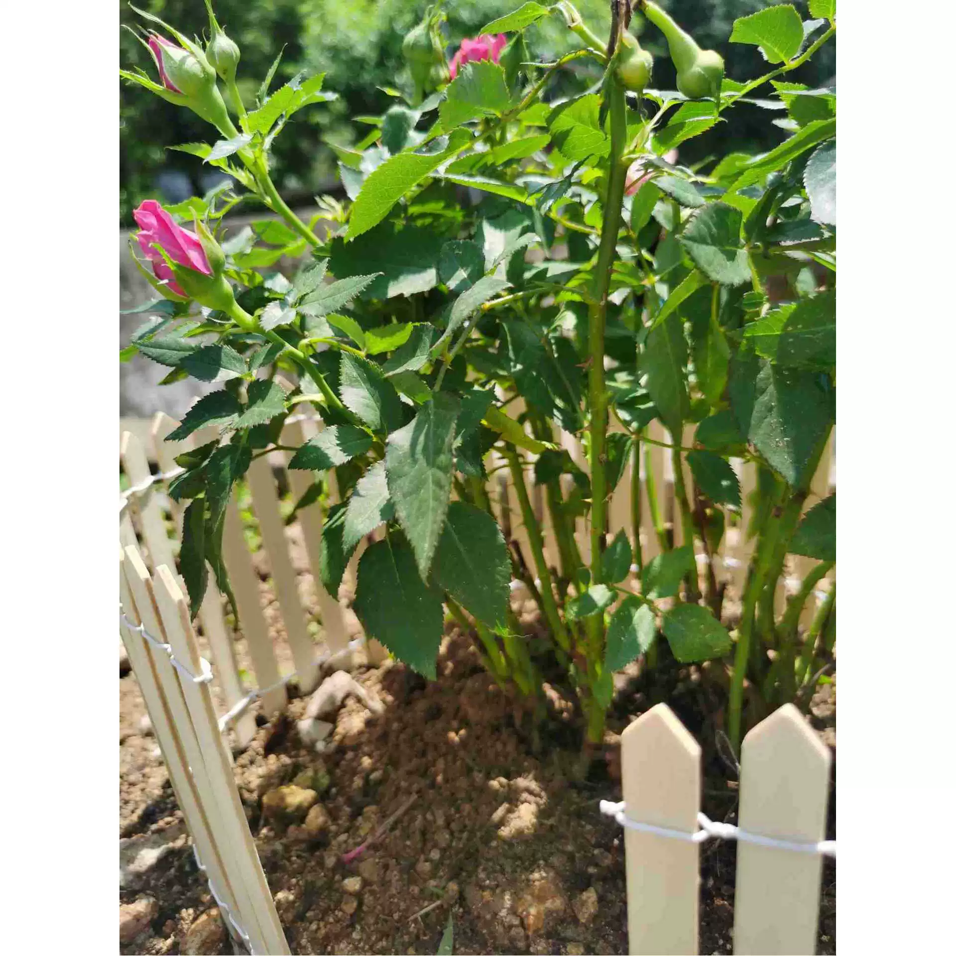 90*16 см мини деревянный забор сад Садоводство мясистый бонсай сцена украшения забор ремесла