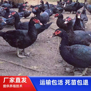 һ���g�ڷ��������������� ����������N������С���������l����