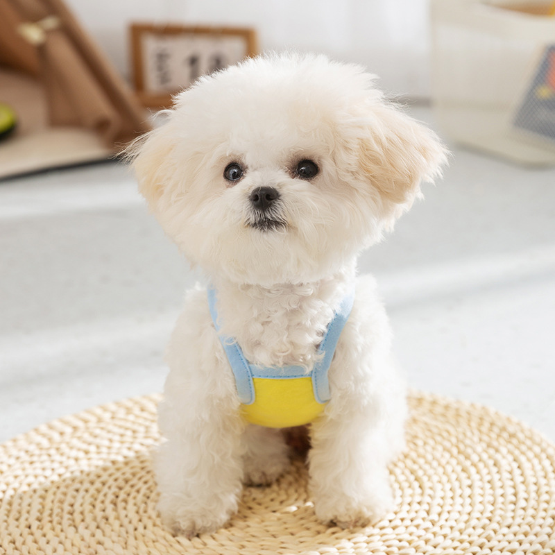 Primavera y verano perro de dibujos animados contraste color lindo gato cabestrillo dos pies delgados oso de peluche chaleco ropa para perros mascotas