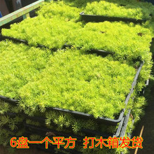屋顶绿化草坪佛甲草苗金叶黄金佛甲草中华景天玉龙草地被四季常青