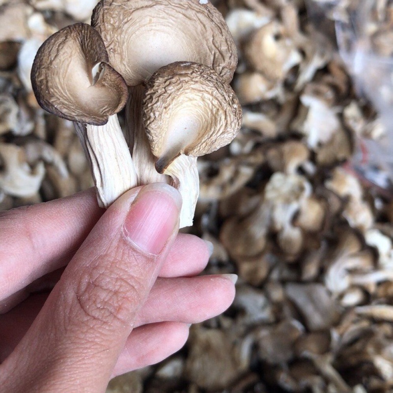 晒干平菇片干货农家特产真姬菇凤尾菇煮汤材料干菜批发平菇蘑菇批