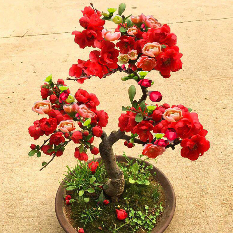 Base Direct Sales of Four-Season Begonia Flower Potted Old Pile Saplings Double-Petaled Bonsai Plants Indoor and Outdoor Garden Flower Plants