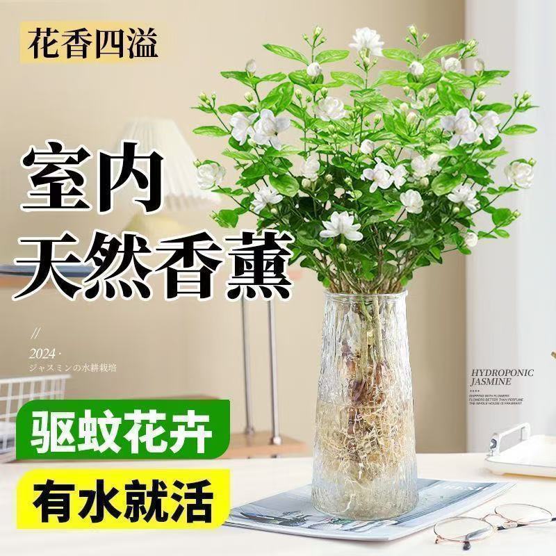 浓香型茉莉花水培盆栽茉莉花茶植物虎头茉莉好养易活四季开花浓香
