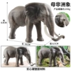 M4008 mother African elephant