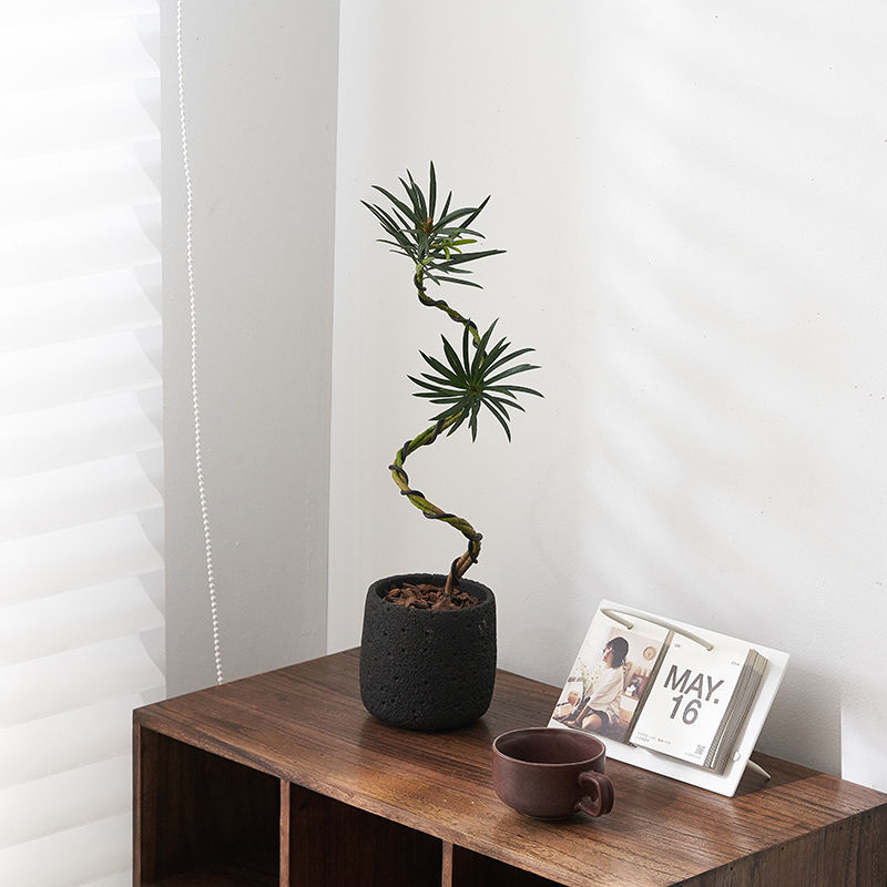 Plántulas de pino Podocarpus de estilo nórdico, forma de pino de bienvenida, planta verde de escritorio, sala de estar interior, planta de paisajismo, planta en maceta que absorbe formaldehído image 8