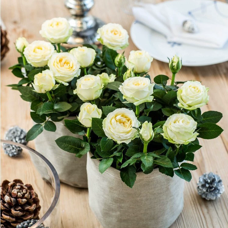 Семена роз для балкона, комнатные горшечные красные розы, легко выращиваются в любое время года, свежие семена цветов, многоцветные, оптом