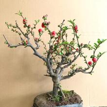 _ĻԺĘɫļ辰҃⻨ܾGֲ