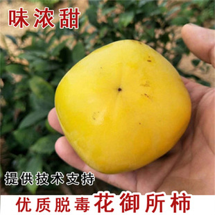 ���������͟o��������޽������Ә�������ձ�����ĥ�P�����箔��
