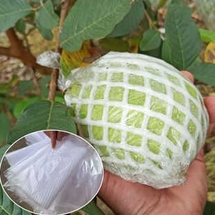 Insect-Proof Universal Foam Bag with Integrated Hole for Tree Fruit Bagging, Drainage Mesh Bag, and Guava Protection Net
