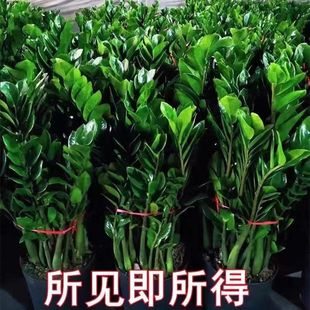 Money Tree Potted Plant, Money Tree Green Plant, Air Purifying Flower, Indoor Green Plant, Living Room, Office Desktop Bonsai