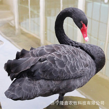 ���w�����Z�� ���^�^�p�����Zһ�������X �����Z�����������u��