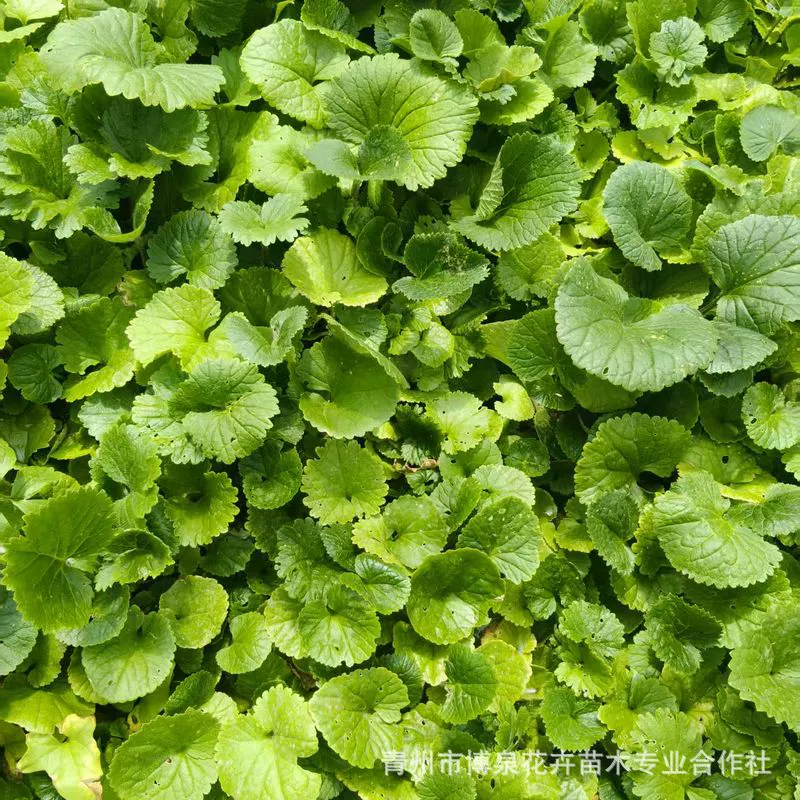 Рассада Bromus japonicus, многолетнее растение, цветок Bromus japonicus, рассада в горшках, цветочный проект для ландшафтного дизайна моря, хризантема