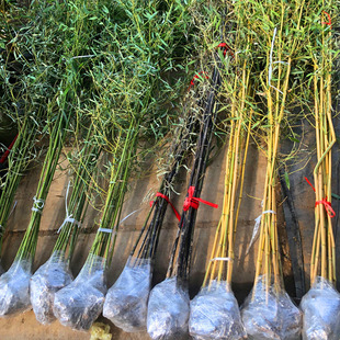 Garden Plants, Evergreen Bamboo, Purple Bamboo Seedlings, Luohan Bamboo, Moso Bamboo, Northern Cold-Resistant Potted Ground-Planted Bamboo Seedlings, Bamboo Seedlings