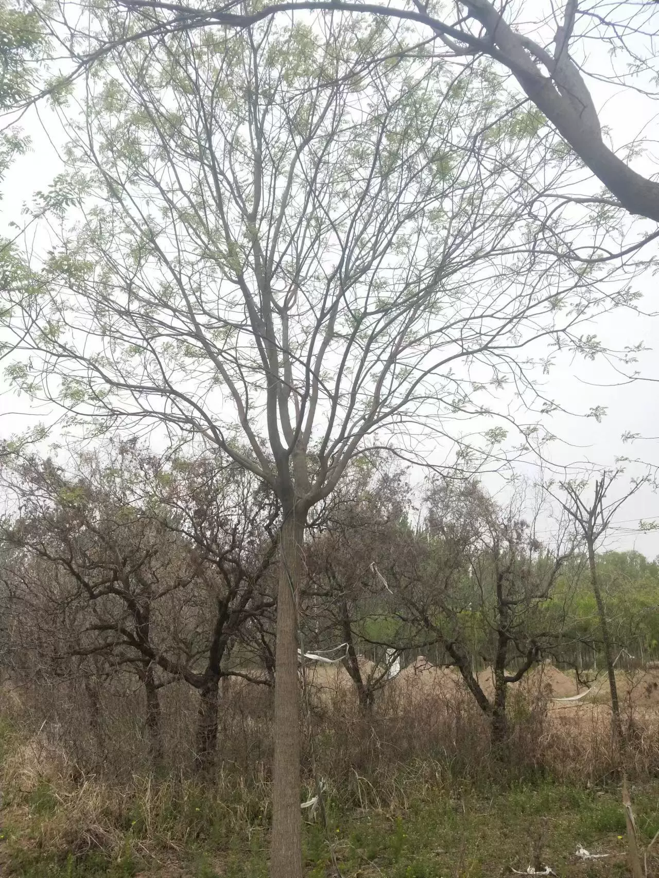 Цанчжоу Софора японская 10 Софора японская 12 Софора японская 15 Софора японская 18 Софора японская 20 Софора японская участок озеленение уличных деревьев