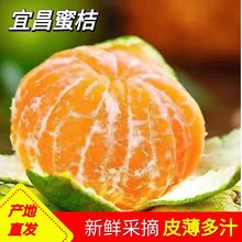宜昌无籽蜜桔8分甜青皮桔子果园现摘新鲜多汁薄皮橘水果整箱批发