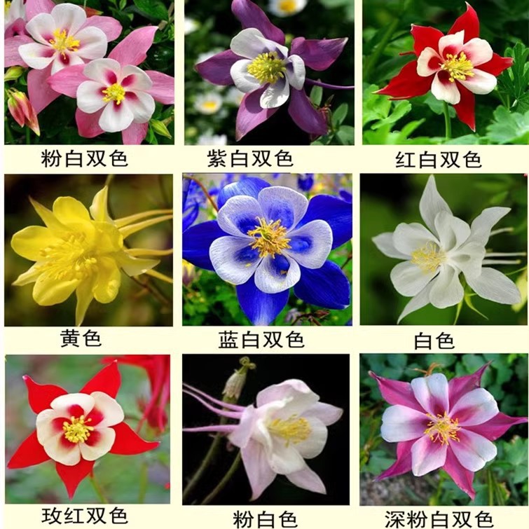 耧斗菜种子四季多年生草本春播易种室内阳台盆栽花卉夏季花籽