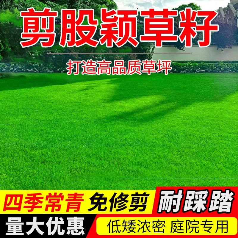 Нежная ползучая газонная трава а-4, семена газонной травы для дворовых домов, вечнозеленая в любое время года, низкая и устойчивая к подступам.